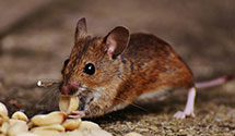 24 Hour & Emergency Exterminators in Hoffman Estates, IL